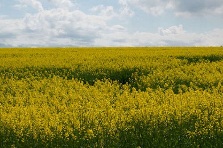 Champ de colza