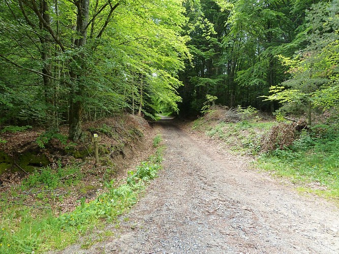 Le circuit des Forêts