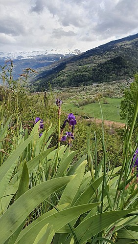Wanderroute: Sentier des Vignes (Weinbergpfad)