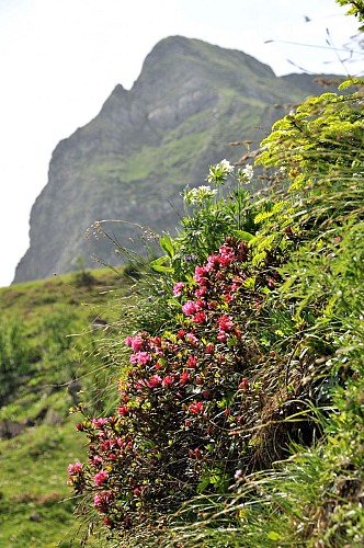 Wandelroute: Rondwandeling rond de Pointe d'Ardens vanuit Prétairié