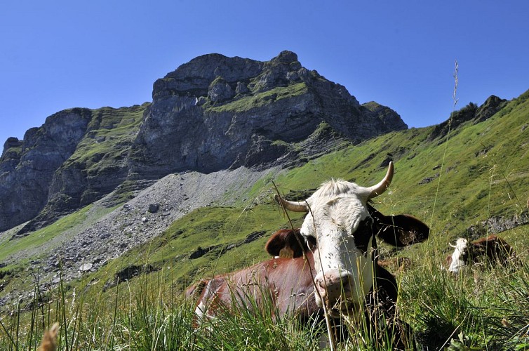 Wandelroute: Rondwandeling rond de Pointe d'Ardens vanuit Prétairié