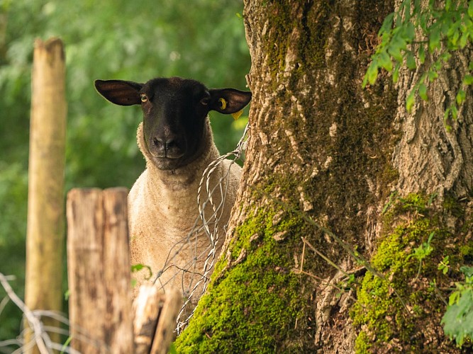21-sortie kayak irleau le vanneau 13.06.2023