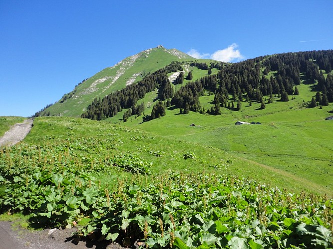 Walking route - Tour of Mont de Grange from Châtel