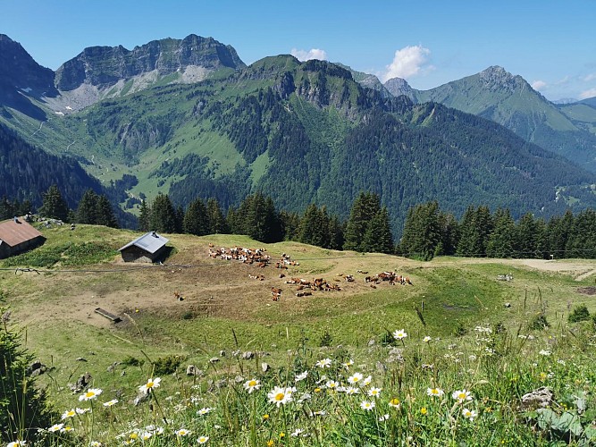 Walking route - Tour of Mont de Grange from Châtel