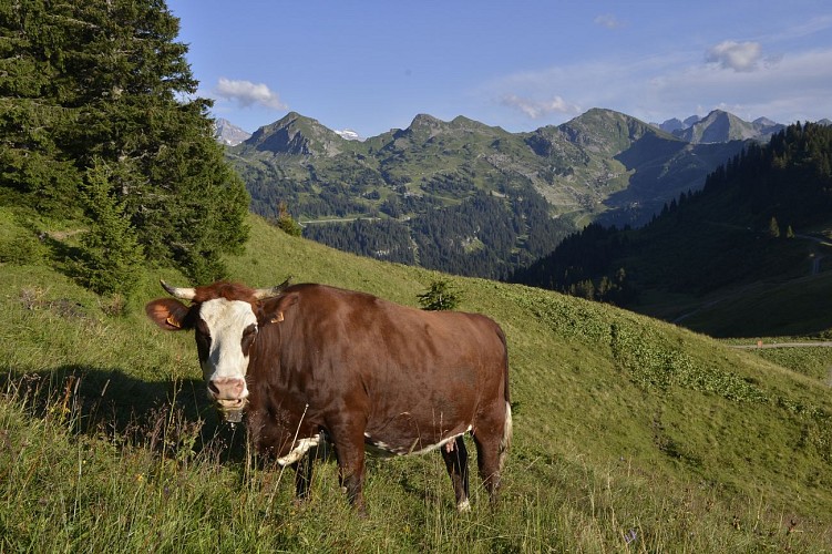 Wandelroute - Tour van Mont de Grange vanuit Châtel