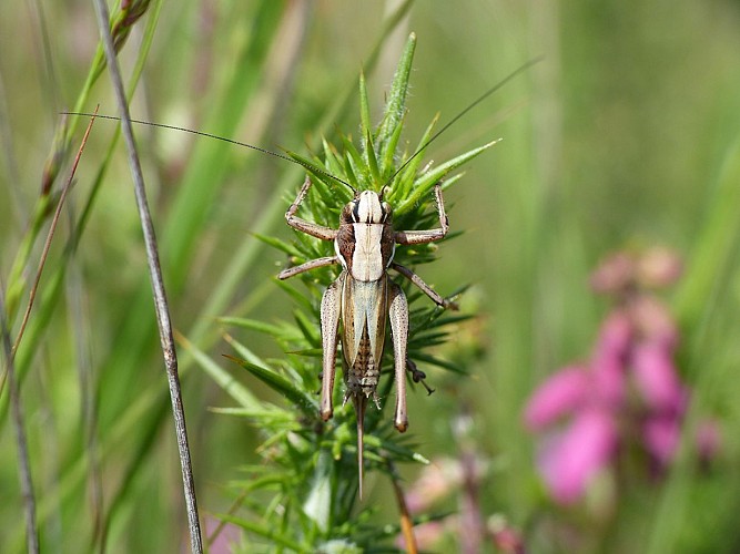 Decticelle des bruyères (Metrioptera brachyptera) (2) - credit Parc et Géoparc Normandie-Maine TIS