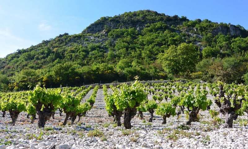 TRAIL LES CORNICHES DE LAUROUX