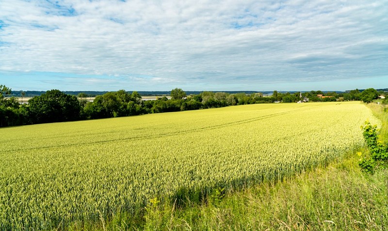 Champs sur le chemin