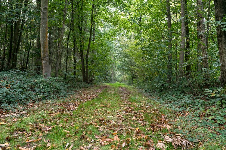 Parcours dans la forêt