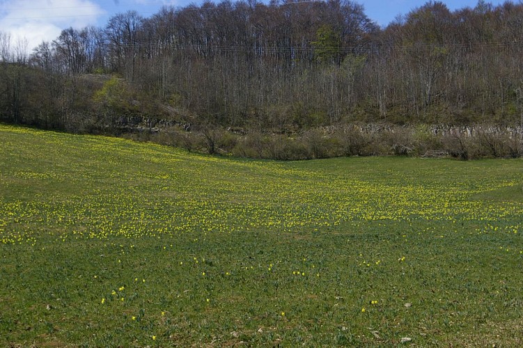 Parterre de jonquilles