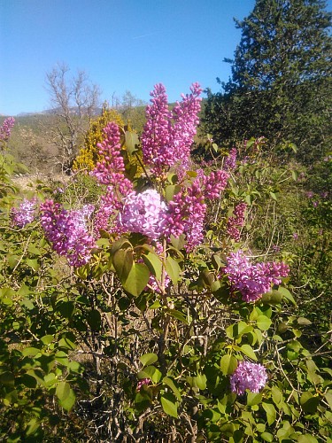 Le lilas en pleine floraison