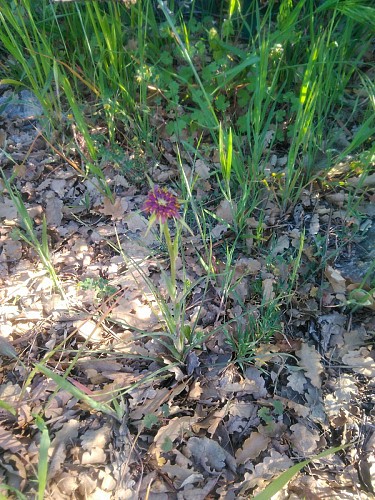 Mais quelle est donc cette fleur ? Un trèfle ?