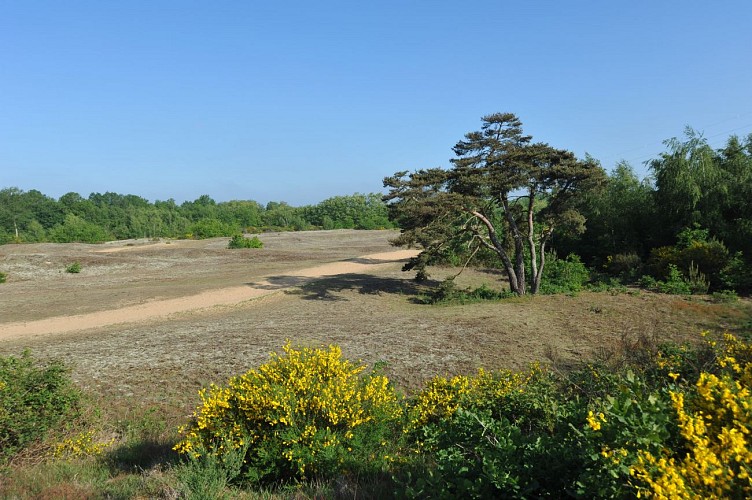 Dunes de sable