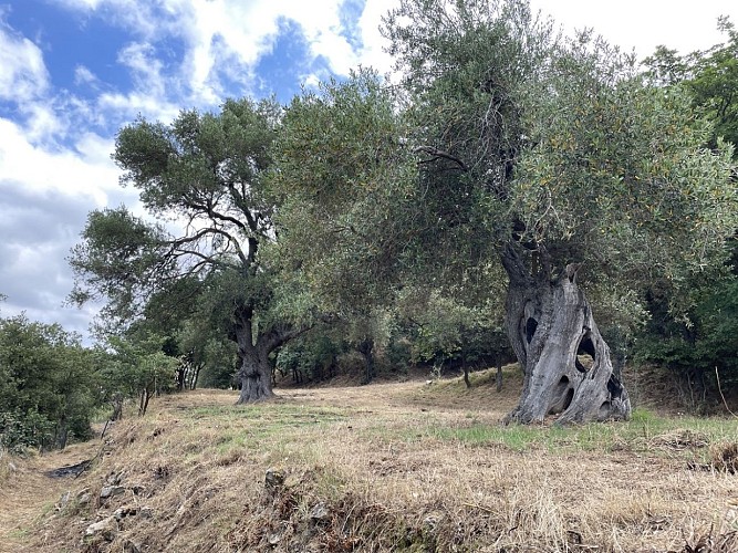 Trail 7 : Giru di a pieve di Tuani