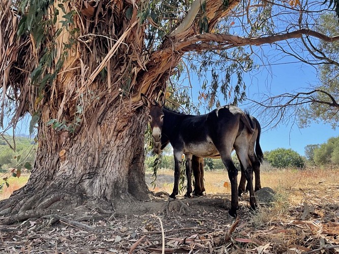 Trail 7 : Giru di a pieve di Tuani
