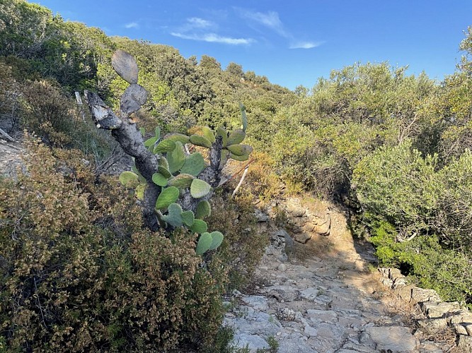 Trail 9 : Giru di u Capu Curbinu