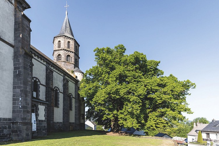 Tilleul de Sully d'Olby