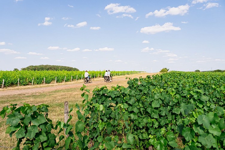 Vélo (Sortie été 2023)