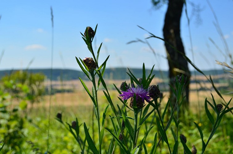 Fleurs sur la butte aux orchidées