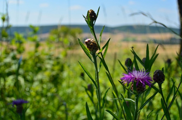 Fleurs sur la butte aux orchidées