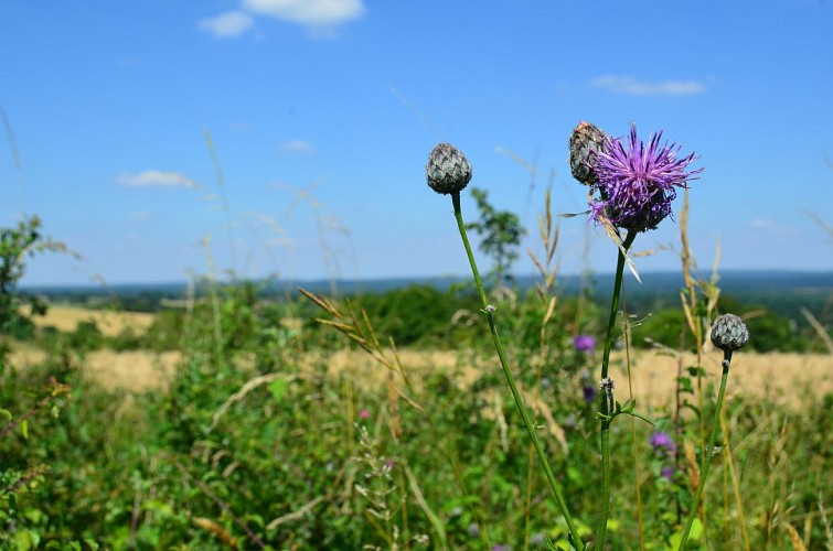 Fleurs sur la butte aux orchidées