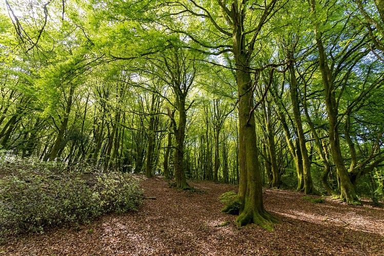 Les forêts du mont beuvray