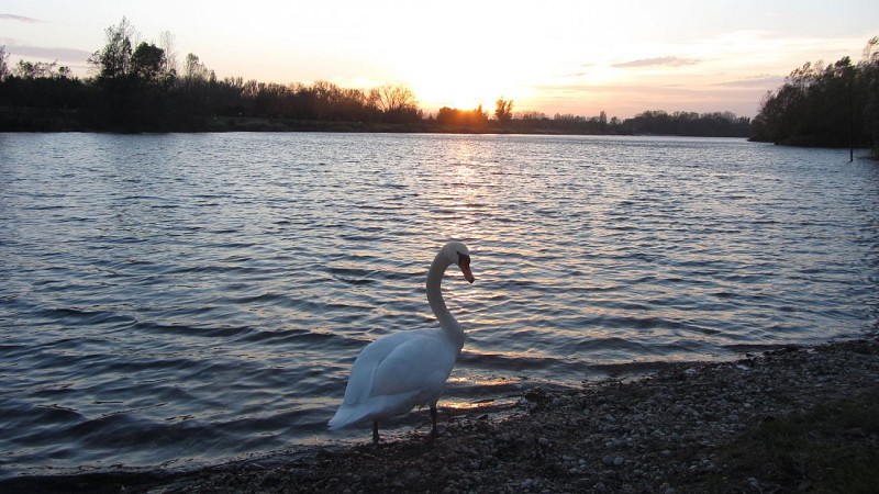 Parc Miribel-Jonage : 4 observatoires