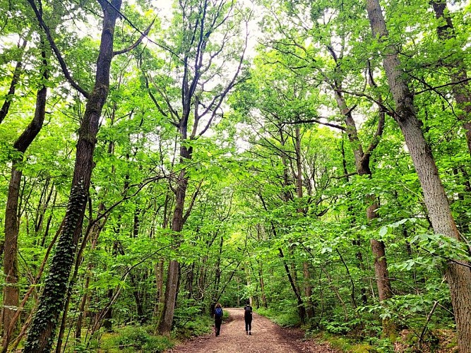 Forêt de Verrières