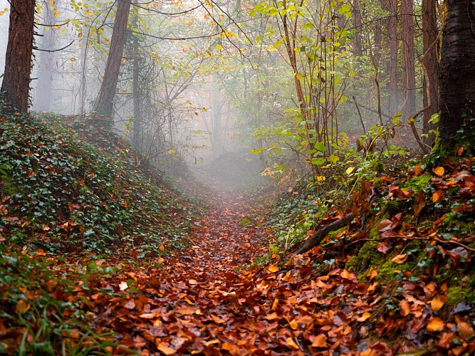 Forêt_Sylvain_Premont