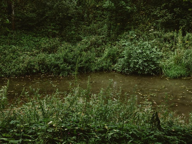 Dans les marais