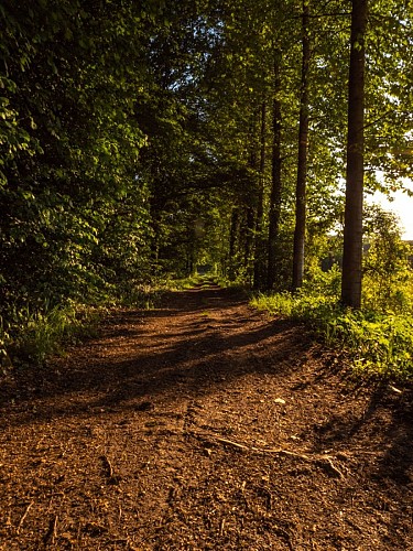 Chemin de la rosière©ChampagnePicarde-Sylvian Prémont