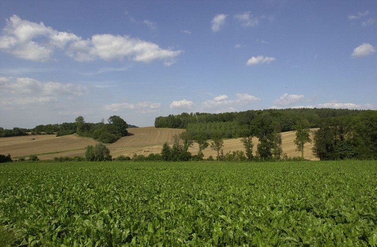 Point vue sur le paysage Circuit de randonnée entre les points 6 et 7 [ le bois françon ]