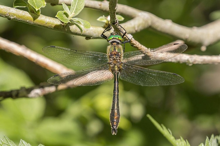 Cordulia aenea