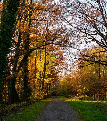 Forêt de Vauclair