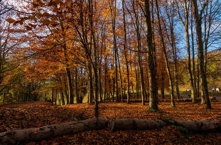 Arboretum de Craonne