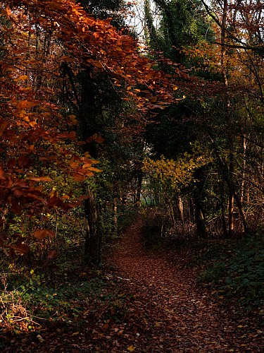 Arboretum de Craonne