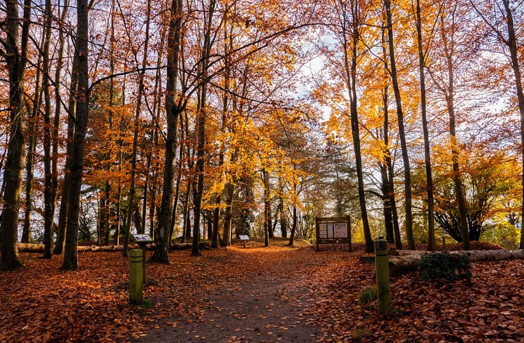 Arboretum de Craonne