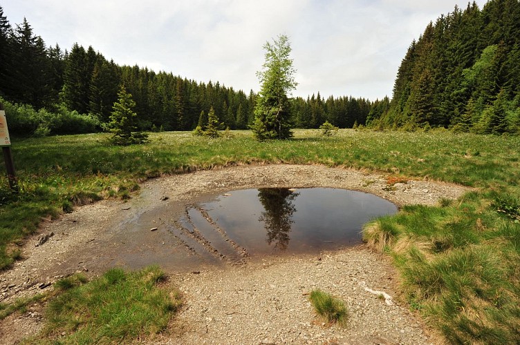 Tourbiere du Grand Leyat