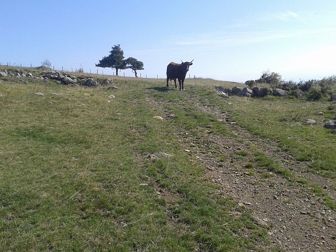 Tour des Vaches Rouges - Itinéraire principal en 9 jours par Vèze - Départ Allanche, Cantal