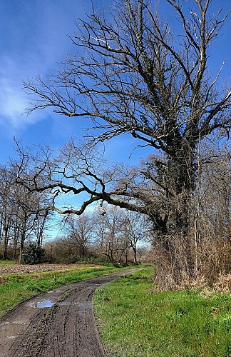 Sentier de l'Adour de Artagnan à Maubourguet