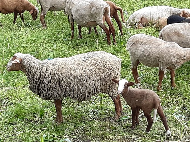 Un agneau près d'une ferme