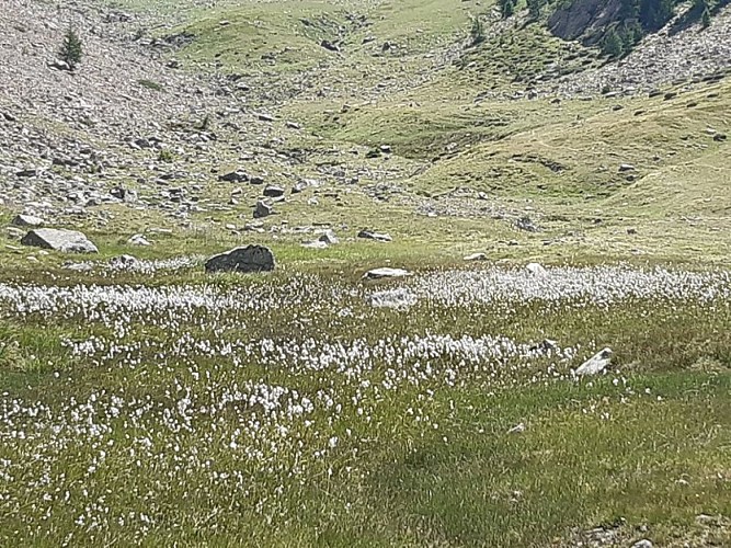 champ de linaigrettes