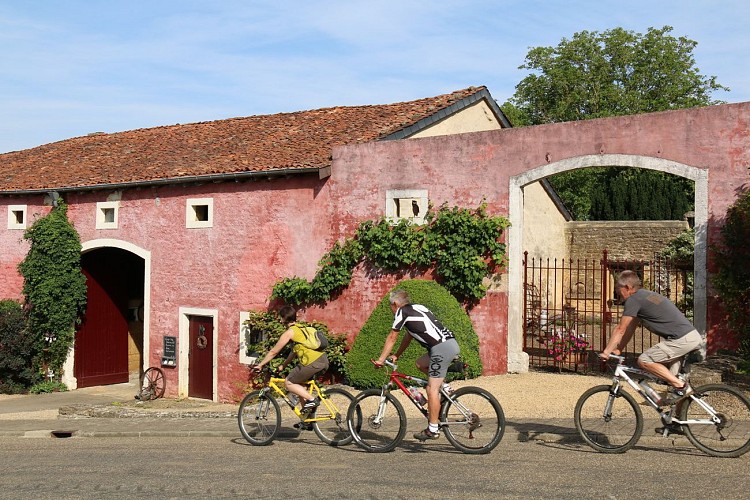 Balade à VTT autour de Torgny