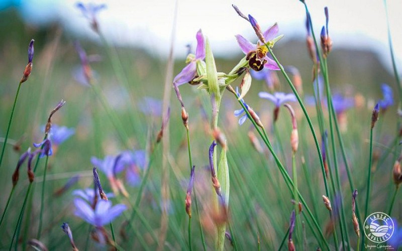 La  flore de la devèze de Lapanouse: aphrys abeille