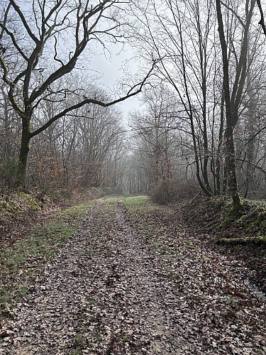 chemin dans forêt