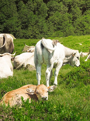 Vaches au plateau de coumebière