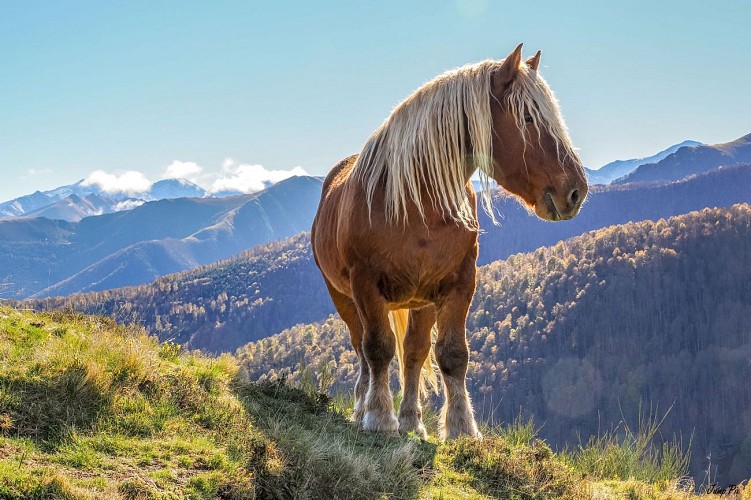 Cheval au col de Bouirex