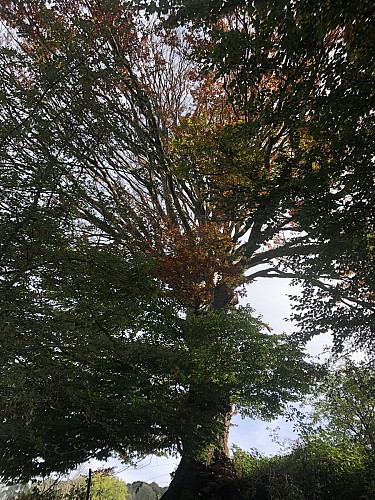 Arbre Rond à l'automne