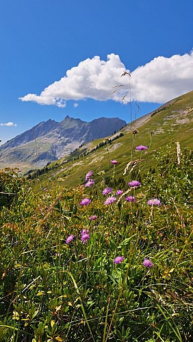 Grand Croisse Baulet depuis l'Avenaz – sentier pédestre_Cordon
