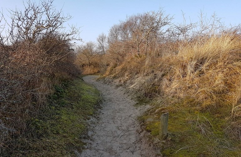 La Dune de l'Authie